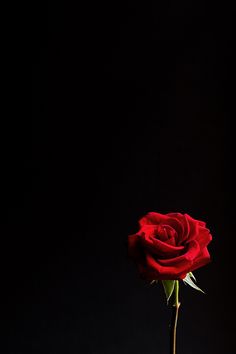 Flowers On Your Grave